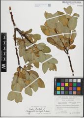 Foto von Salix hastata L.